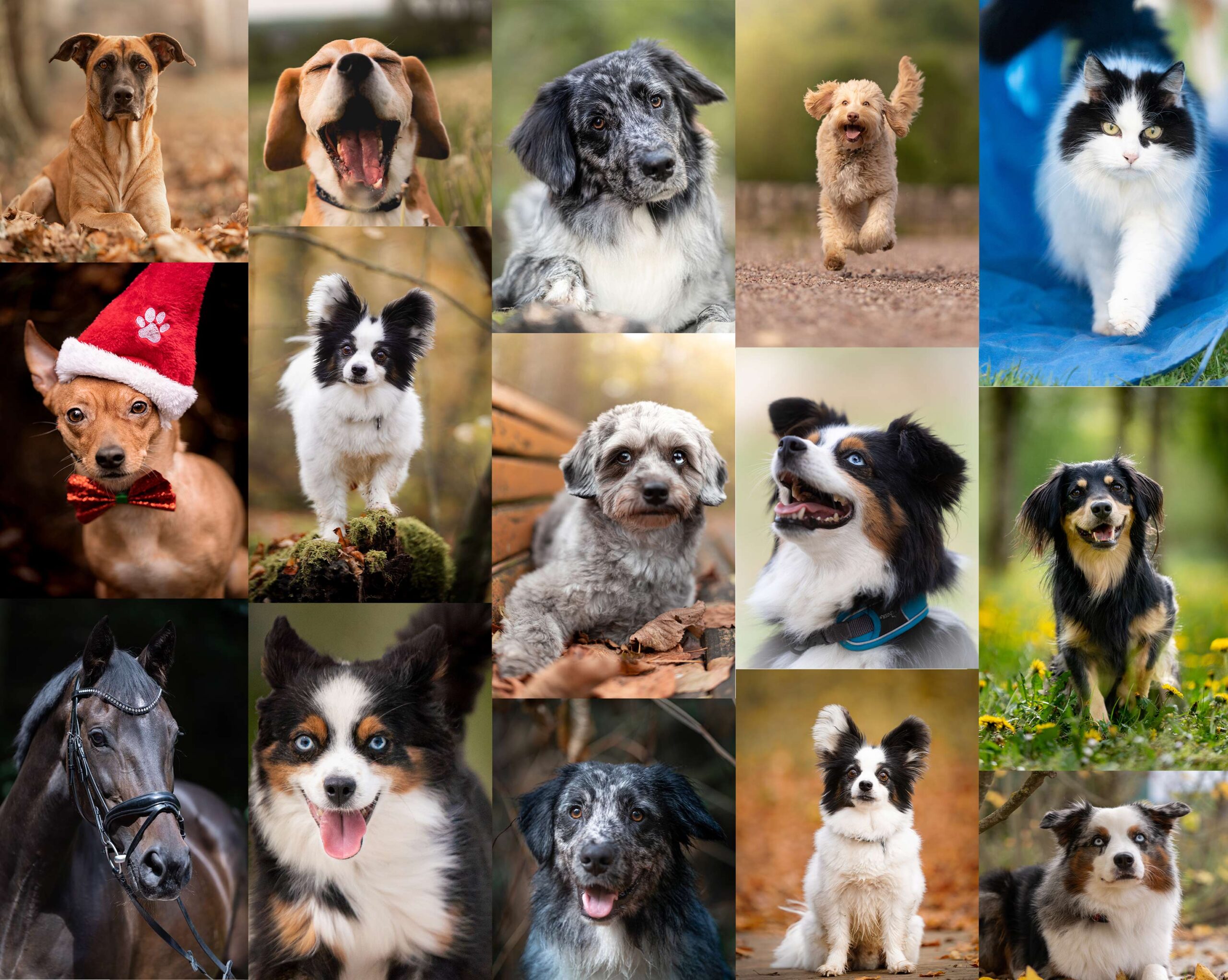 Tierfotografie Saarland – Hund im natürlichen Licht fotografiert von Wolfsblutfotografie